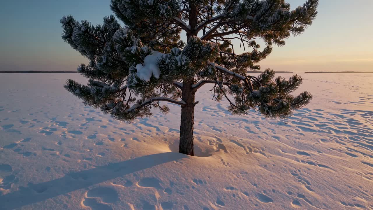A serene winter landscape video captures a lone snow-covered tree at eye level, casting long shadows