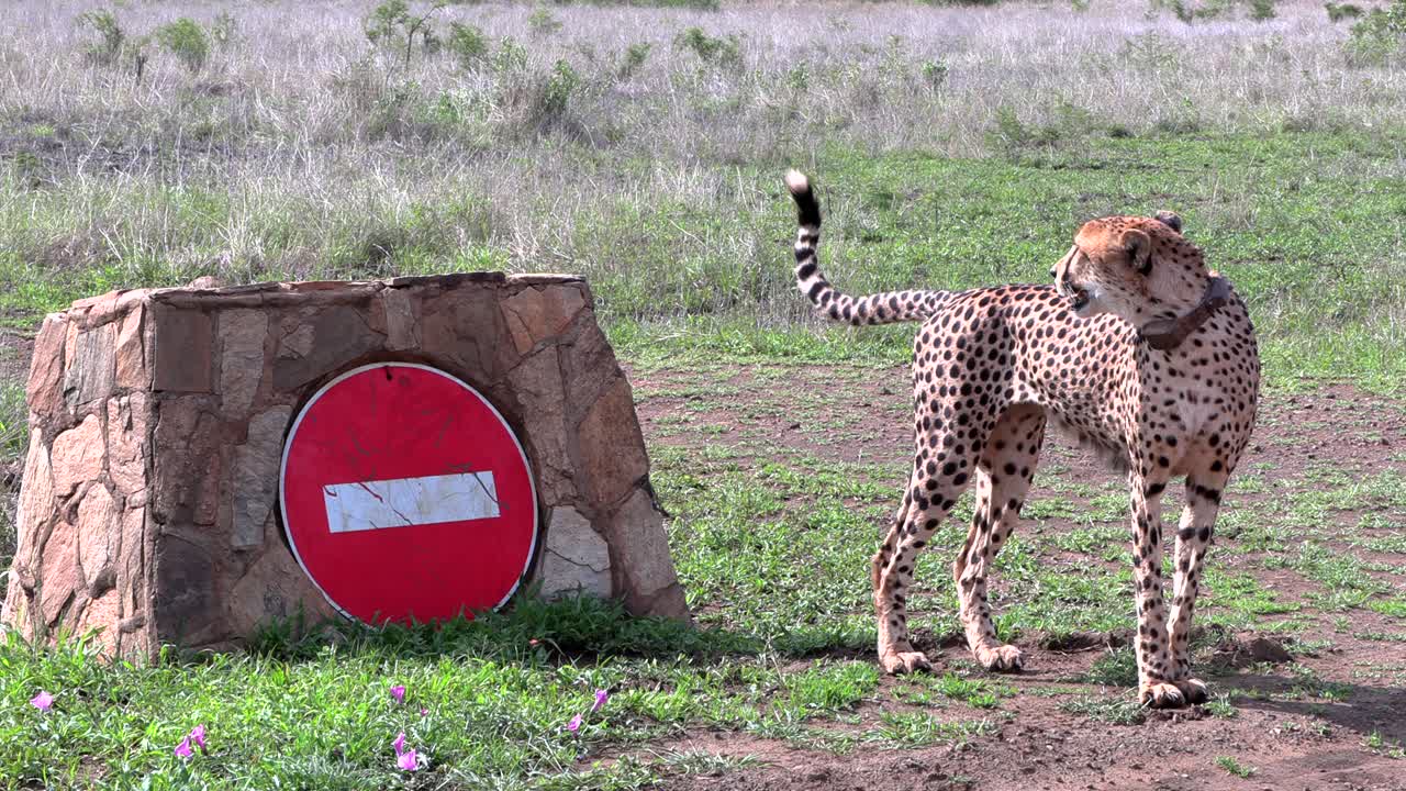 Cheetah contact calls and looks around next to a no-entry sign in the wild