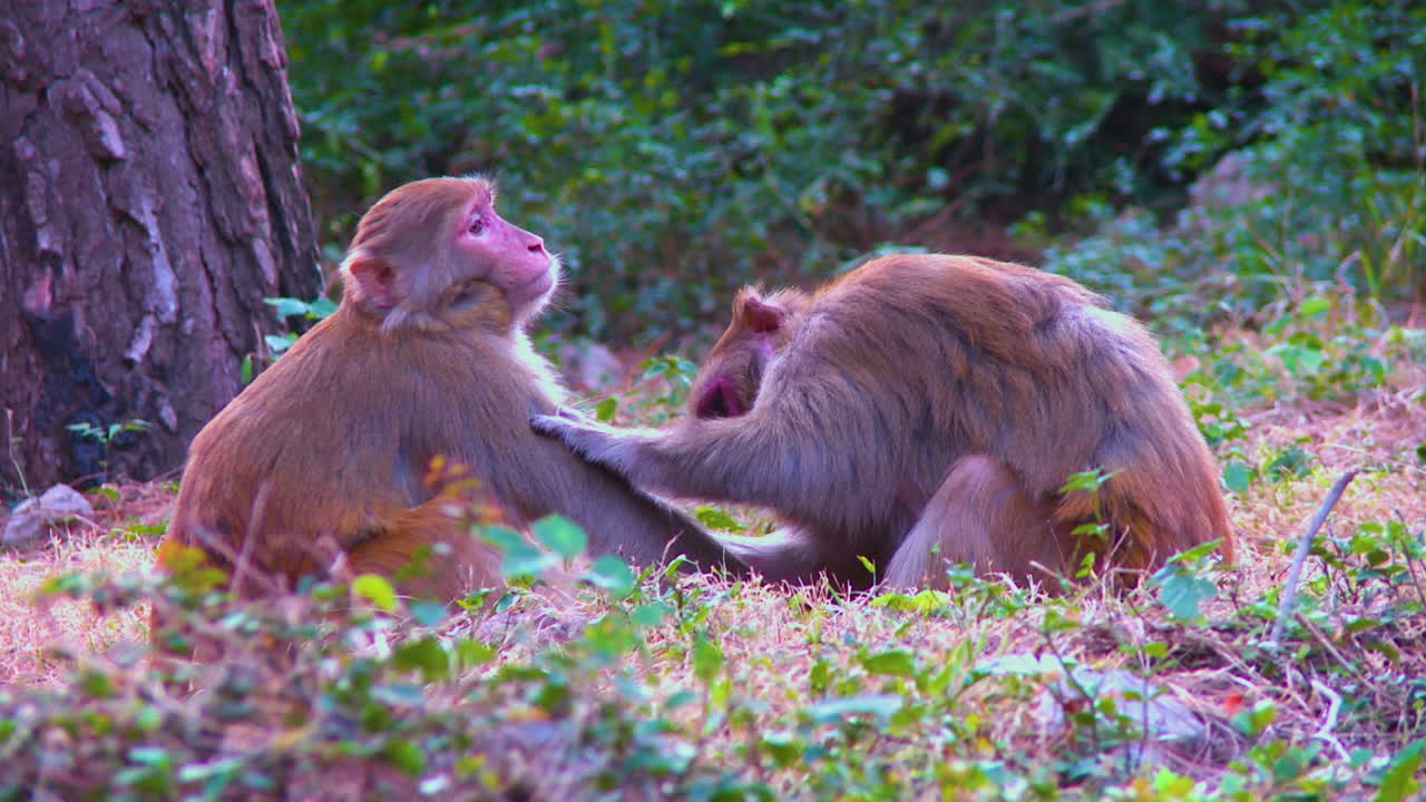 Close up of a couple Monkey in the forest