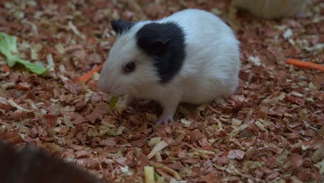 Close-up-shot-of-a-cute-and-adorable-guinea-pig-in-captivity,-feeding-on-fresh-vegetable