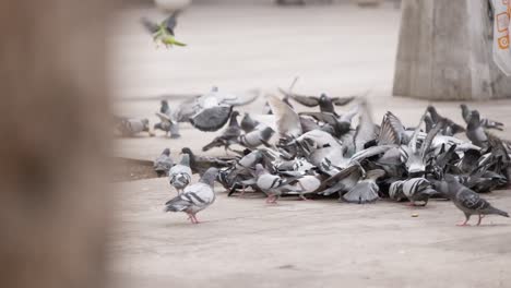 vista en cámara lenta de palomas peleando por comida en las calles de barcelona