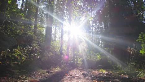 Sun is shining through the trees. Sun is shining through the trees in the summer time in Norway
