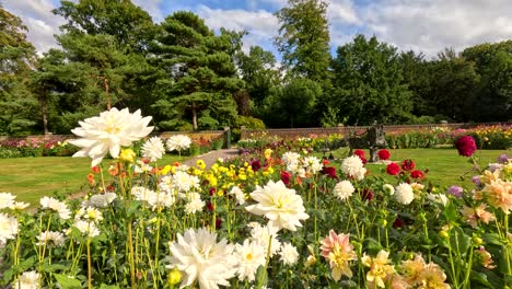 white dahlia flowers bloom among colorful blossoms in a landscaped botanical garden, captured with steady camera movement and natural daylight in lisse, netherlands