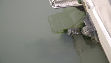 cámara lenta de peces pequeños alrededor de un motor de lancha rápida
