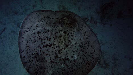 las rayas de cola redonda nadan sobre el fondo arenoso en la noche.