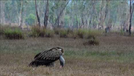 喜马拉雅高原 (himalayan gryphon vulture) 濒临灭绝,由于食物来源和<unk>息地丧失,