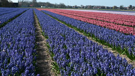 Dollyshot-Del-Campo-De-Flores-Del-Jacinto,-En-Los-Países-Bajos