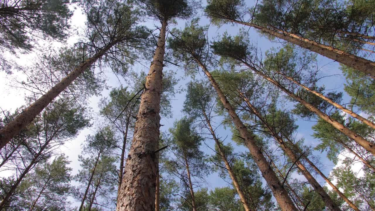 bosque polaco durante el verano