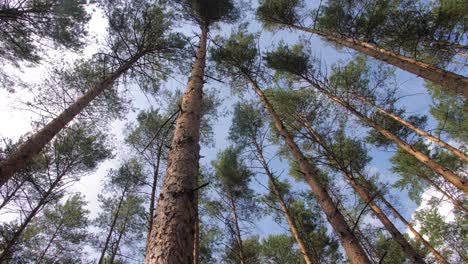 Polish-forest-during-the-summer