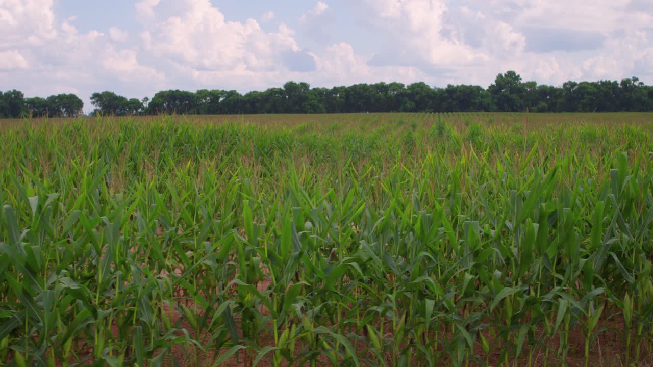 Serene Landscape of Open Farmland and Grassy Fields in Natchitoches, Louisiana