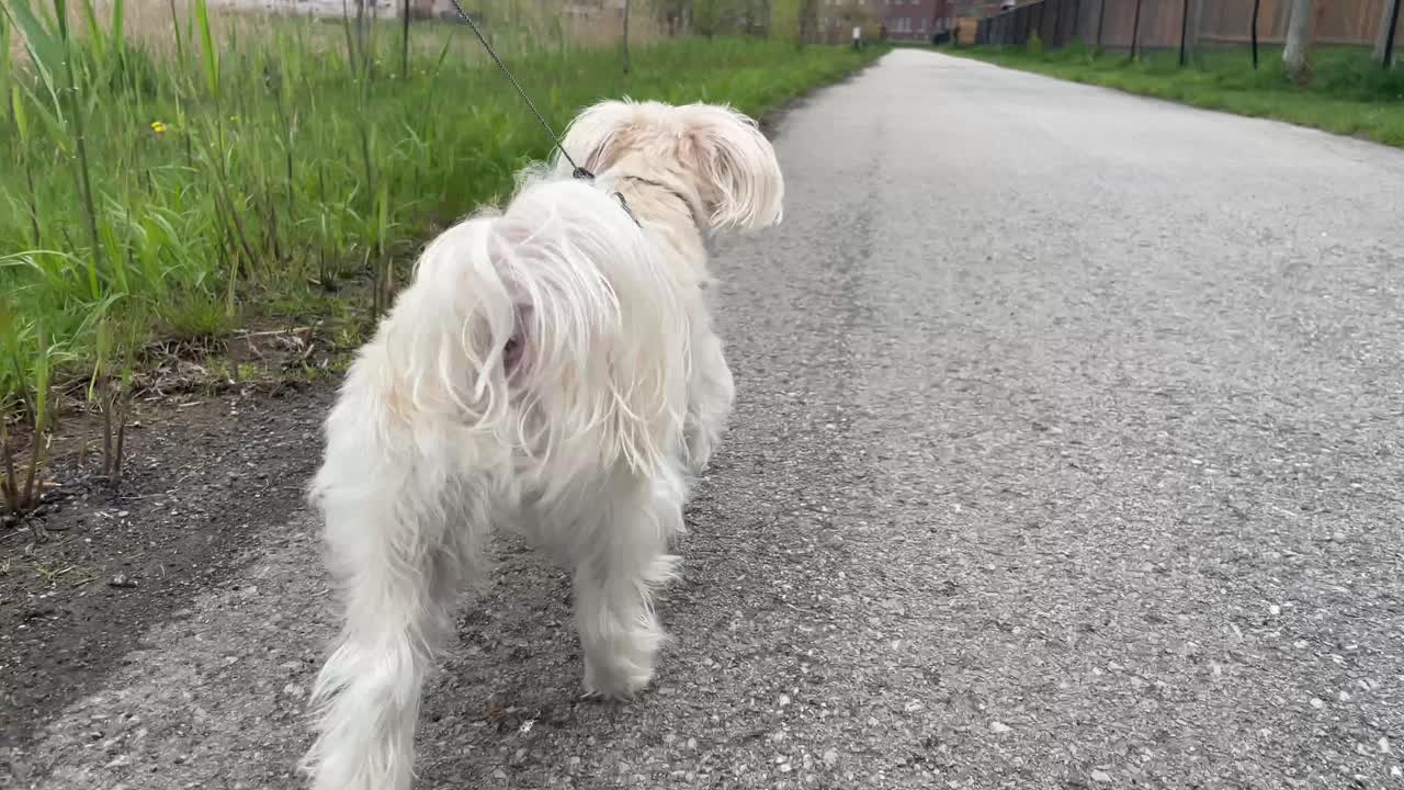 공원에서 강아지와 산책