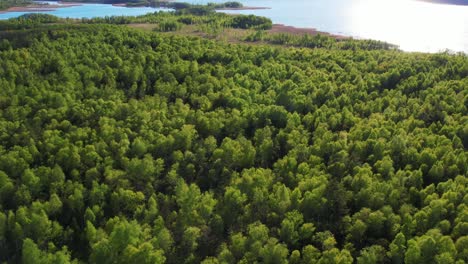 dense forests of the masuria region in the northern part of poland, aerial view