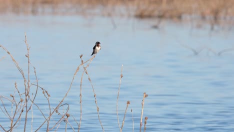 Preening-to-clean-its-wings-and-feathers,-the-Barn-Swallow-Hirundo-rustica-is-resting-on-a-tiny-twig-in-the-middle-of-the-Beung-Boraphet-Lake,-in-Nakhon-Sawan,-Thailand,-with-other-birds-are-flying-by