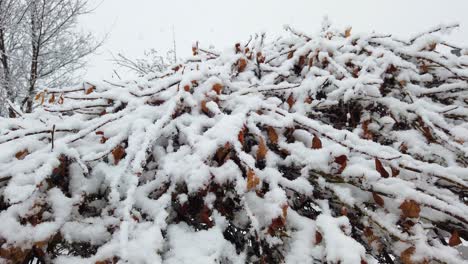 first snow off the winter falling on trees in a garden in iceland