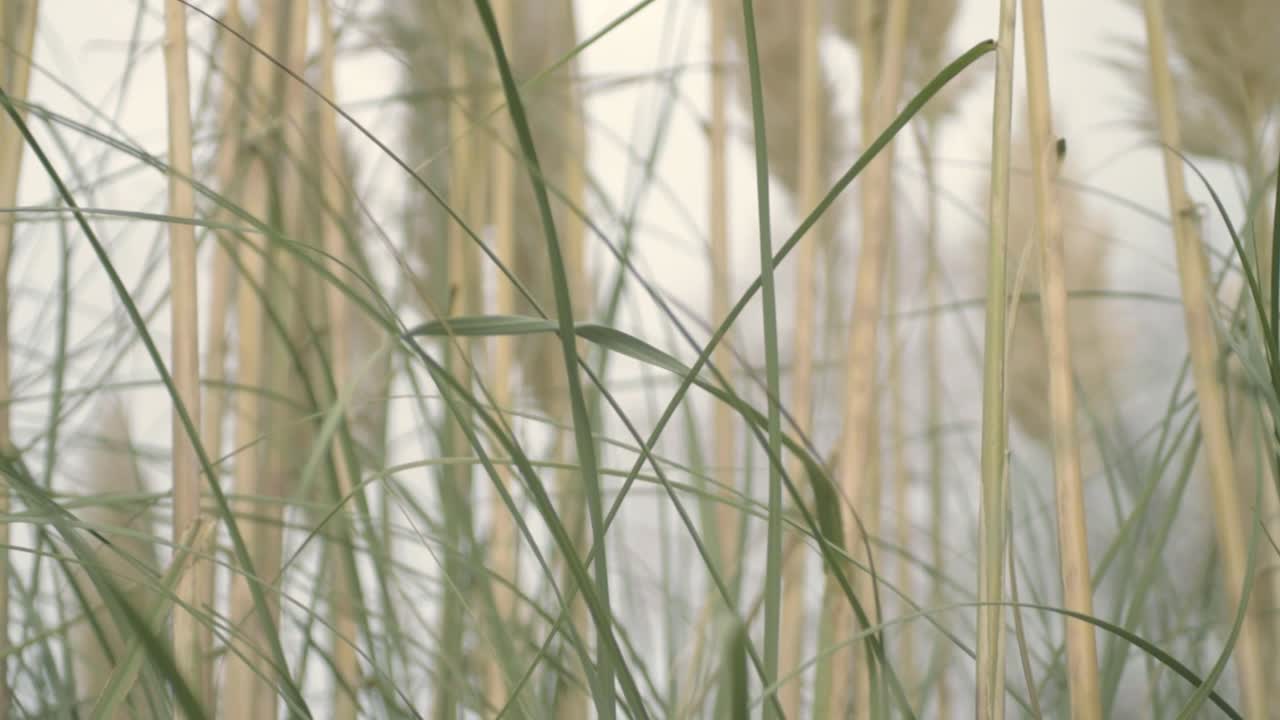 Tall feathery grass reeds blows in the breeze