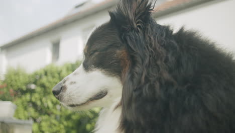 low angle shot of a dog looking and breathing