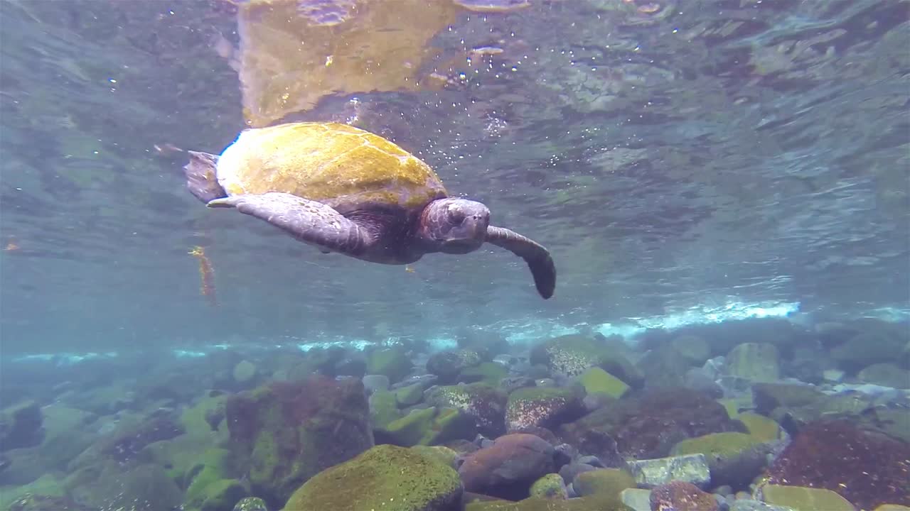갈라파고스 국립 공원 에콰도르의 이사벨라 섬에 있는 푼타 비센테 로카의 태평양 녹색 거북의 수중