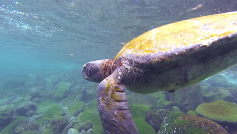 Bajo-El-Agua-De-La-Tortuga-Verde-Del-Pacífico-En-Punta-Vicente-Roca-En-La-Isla-Isabela-En-El-Parque-Nacional-Galápagos-Ecuador