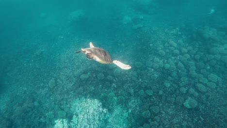 Marvel-at-the-serene-elegance-of-a-magnificent-turtle-gracefully-navigating-the-crystal-clear-depths-of-the-ocean