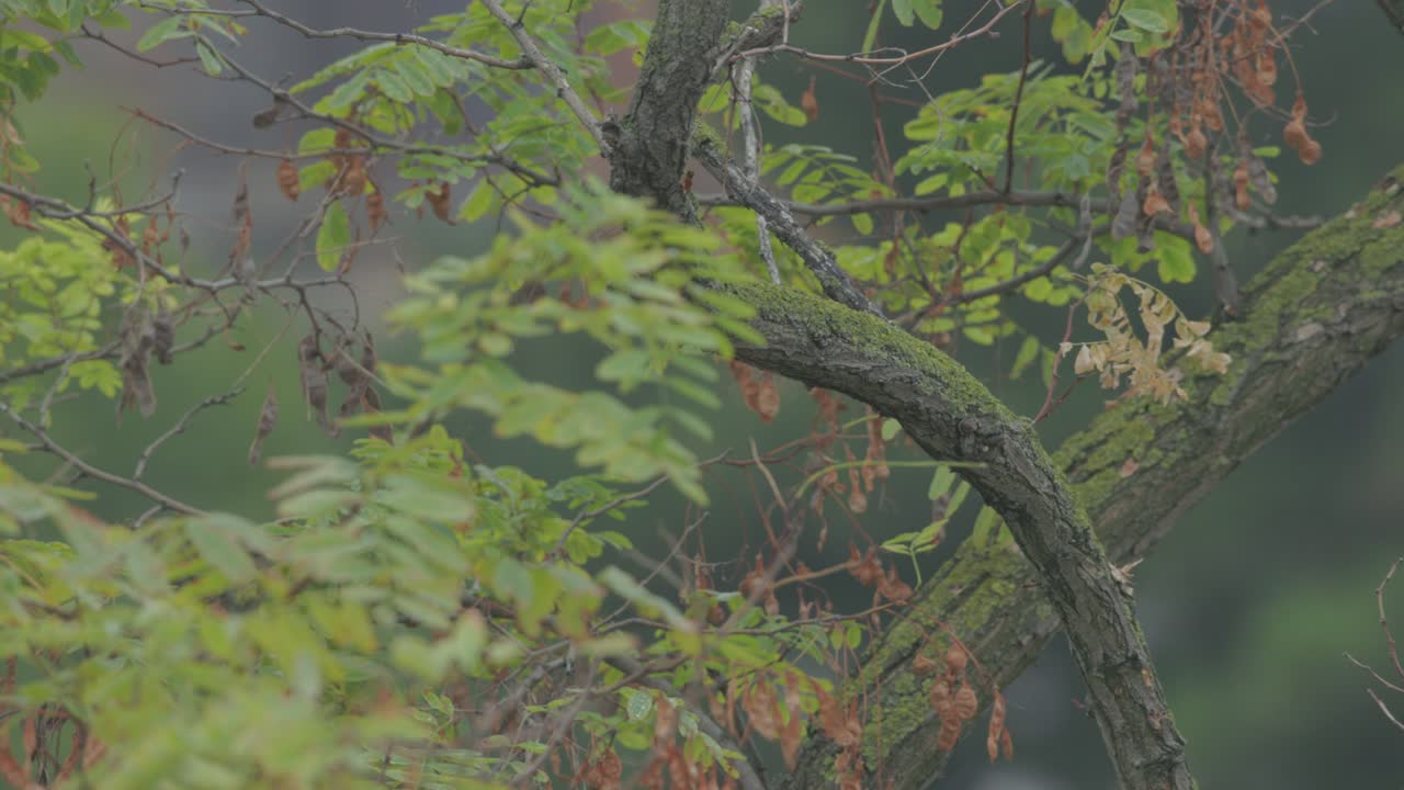 Great Spotted Woodpecker Bird Foraging In Forest Habitat. Selective Focus Shot