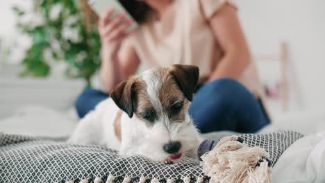 Lindo-Perro-Jugando-En-La-Cama