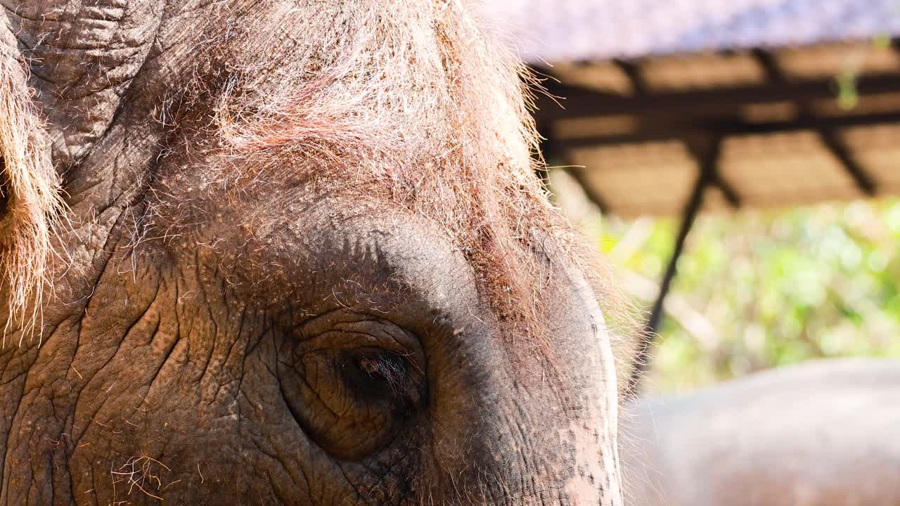코끼리의 눈과 구의 움직임의 클로즈업