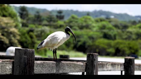 un pájaro ibis se mueve a lo largo de una valla de madera.