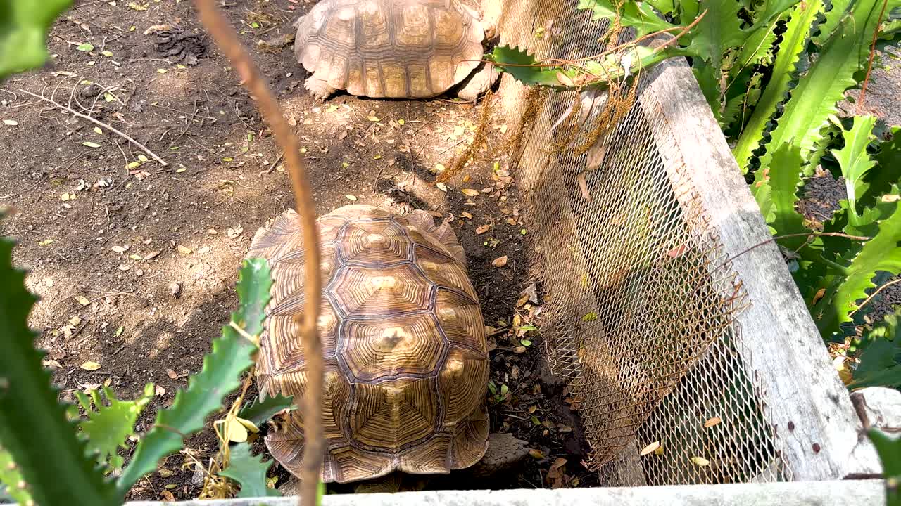 Two turtles navigate a garden enclosure