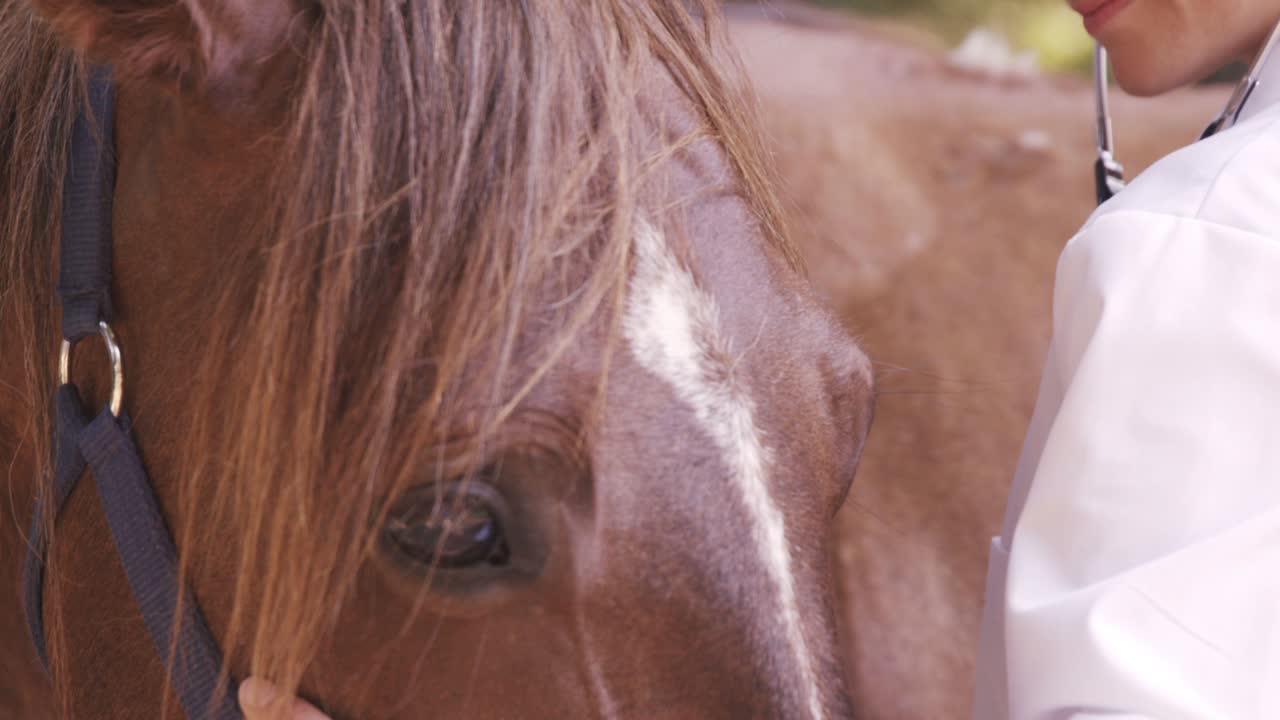 veterinario escuchando a un caballo