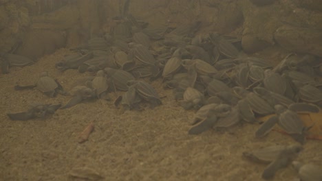 Baby-leatherback-turtles-in-an-enclosure-before-being-released-to-the-wild