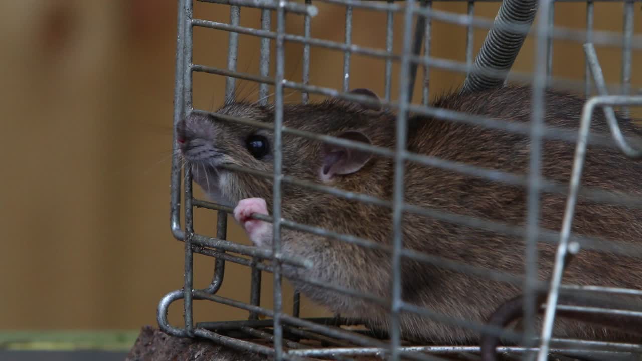 una rata marrón, rattus norvegicus, rozando las barras de una jaula