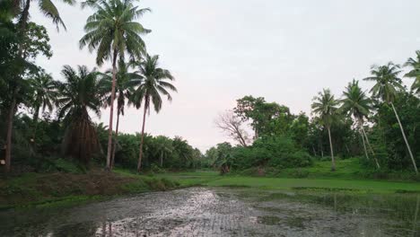 Low-forward-view-of-green-rice-paddy-in-Philippines-jungle-environment