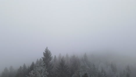 A-flight-from-the-ground-over-the-treetops-in-the-middle-of-the-forest-on-top-of-freshly-fallen-snow-and-moving-fog