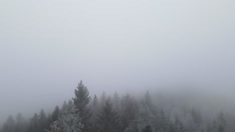 a flight from the ground over the treetops in the middle of the forest on top of freshly fallen snow and moving fog