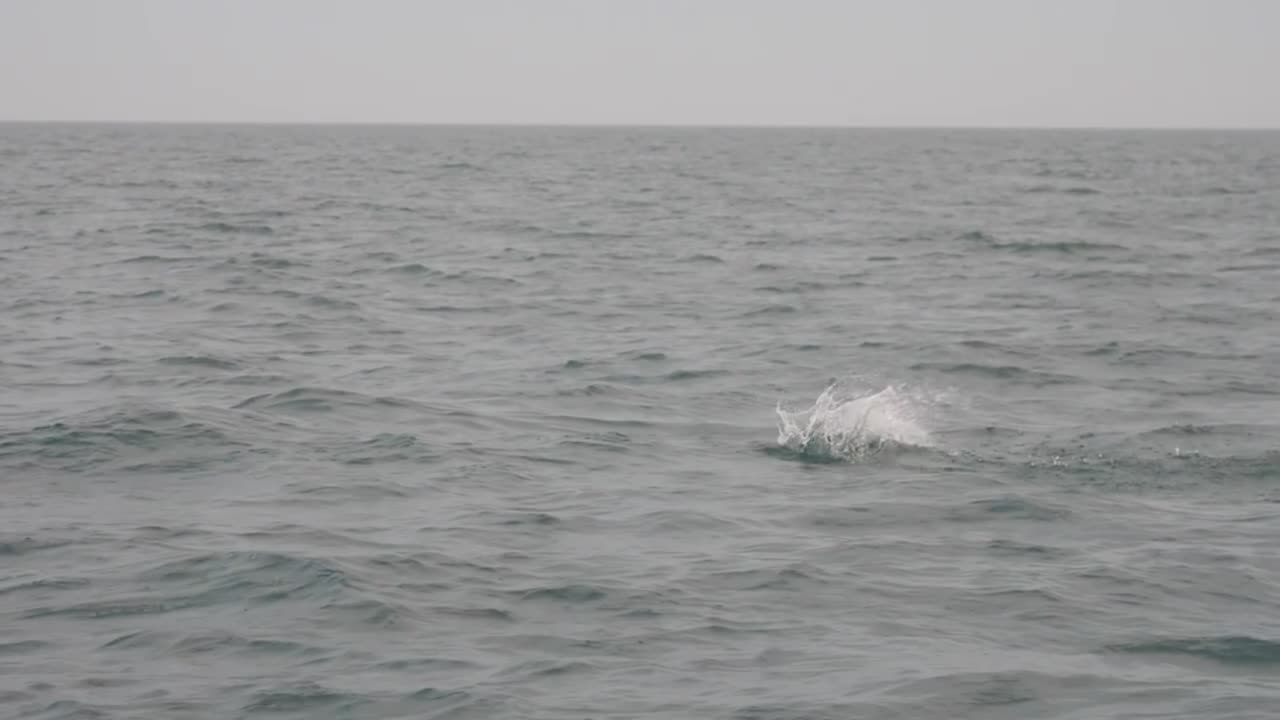 lively long king mackerel fish jump out of water into air with splash, slow mo