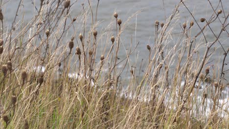 through the aroused movement of herbs, waves of water behind