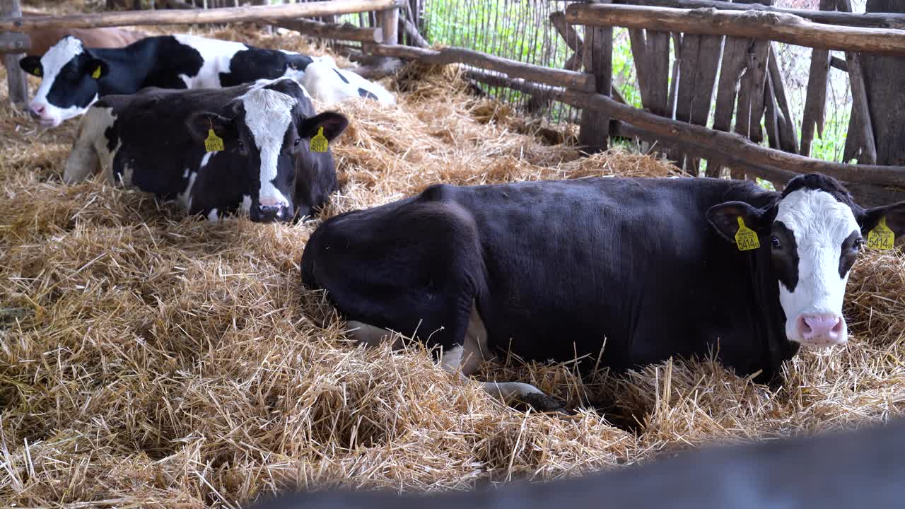 Bovini Holstein-Friesian che si riposano in una stalla, allevamento zootecnico.