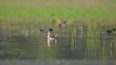 indian spot billed duck swimming in water