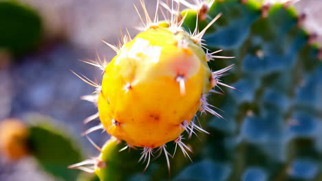 close-up of a spiny yellow prickly pear fruit on a cactus