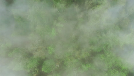una espesa y densa niebla se cierne sobre el bosque de hoja perenne