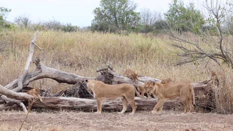 two lionesses and cubs settling near a fallen tree in mashatu, botswana