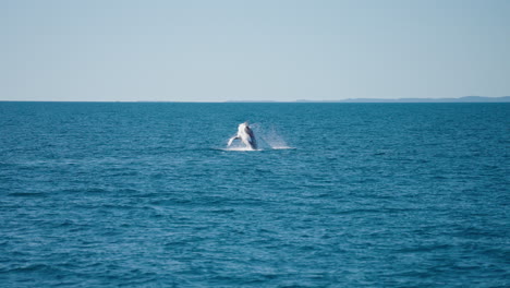 4k wild humpback whale breaching surface oc blue ocean in slow motion, australia