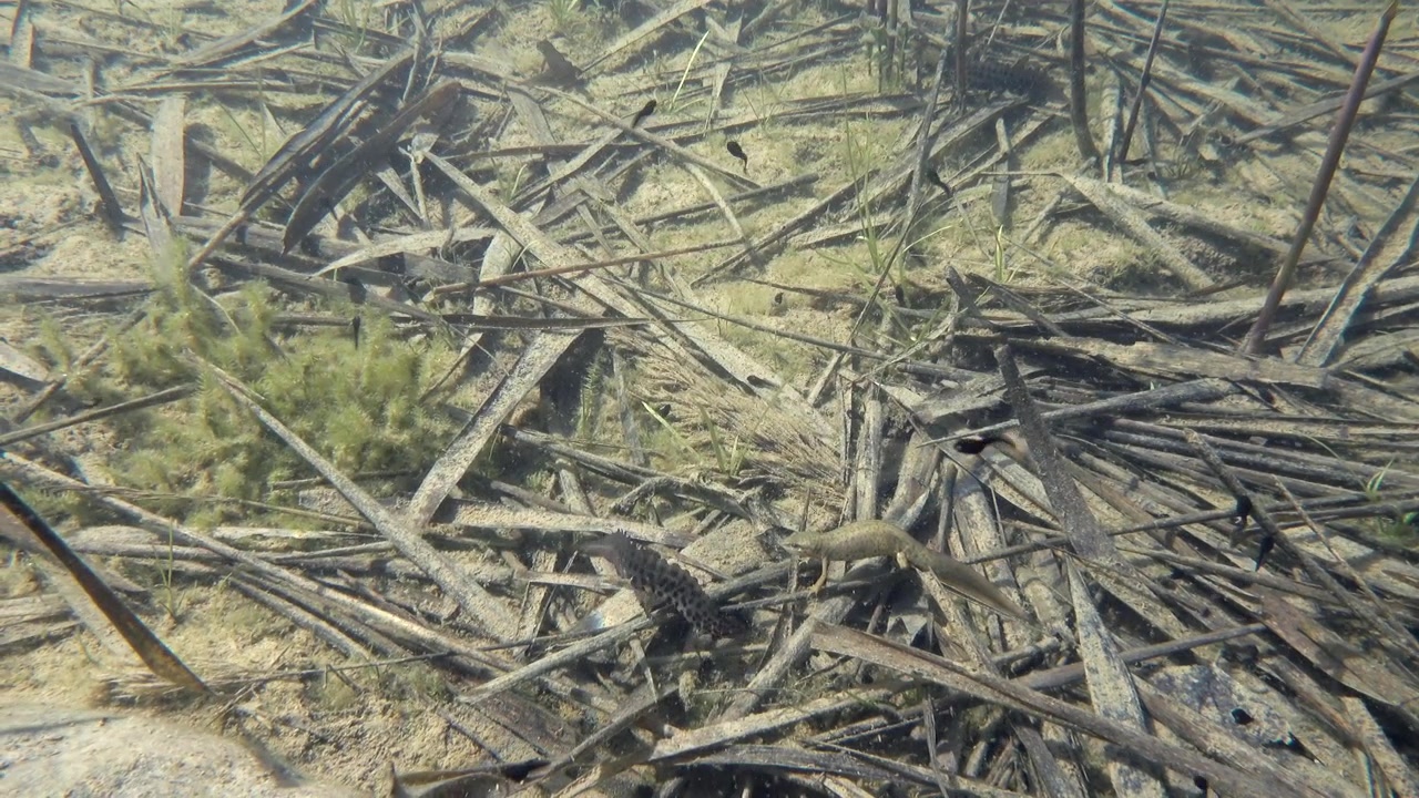 Scatto subacqueo di un tritone liscio maschio (Lissotriton vulgaris) che cerca di attrarre una femmina durante la stagione degli amori. Estonia.
