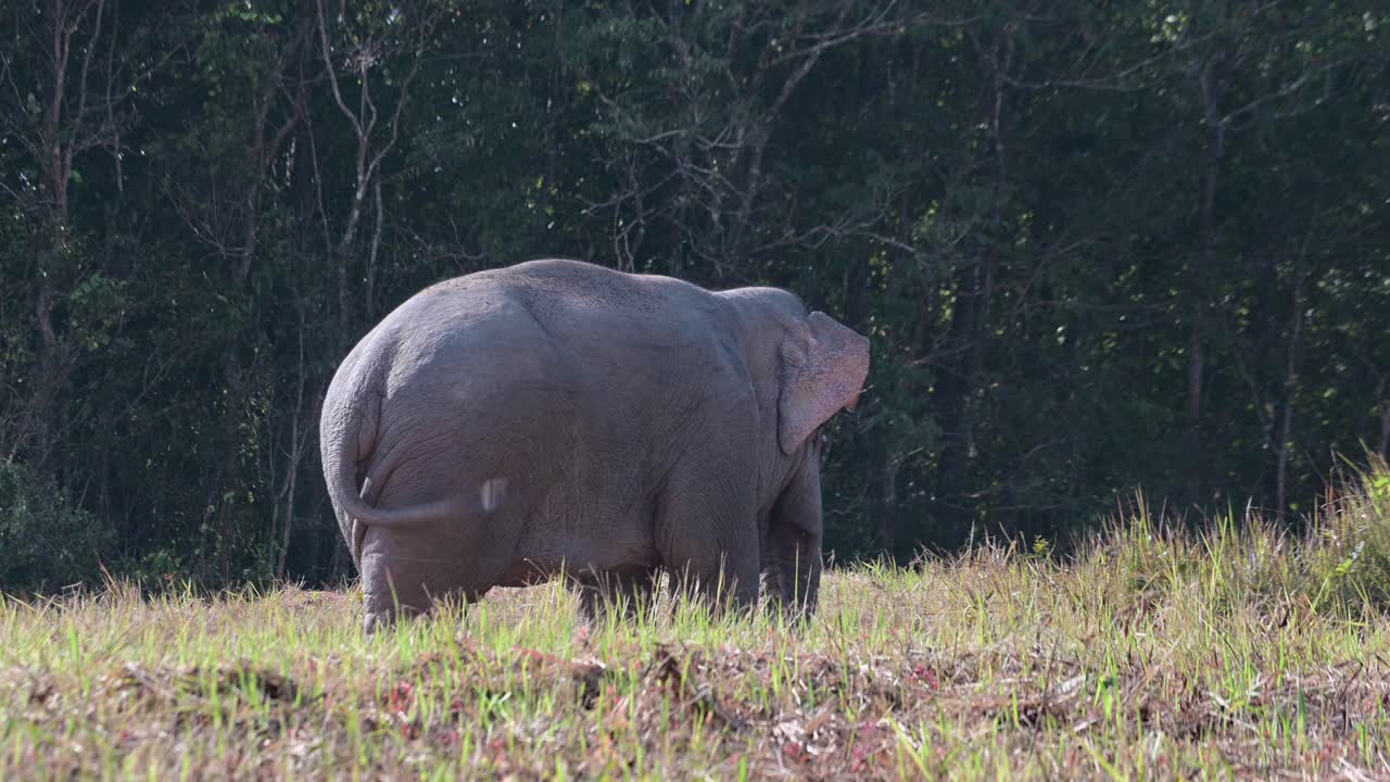 visto de su lado y espalda moviendo su cola y agitando sus orejas como se ve fuera del bosque, elefante indio elephas maximus indicus, tailandia