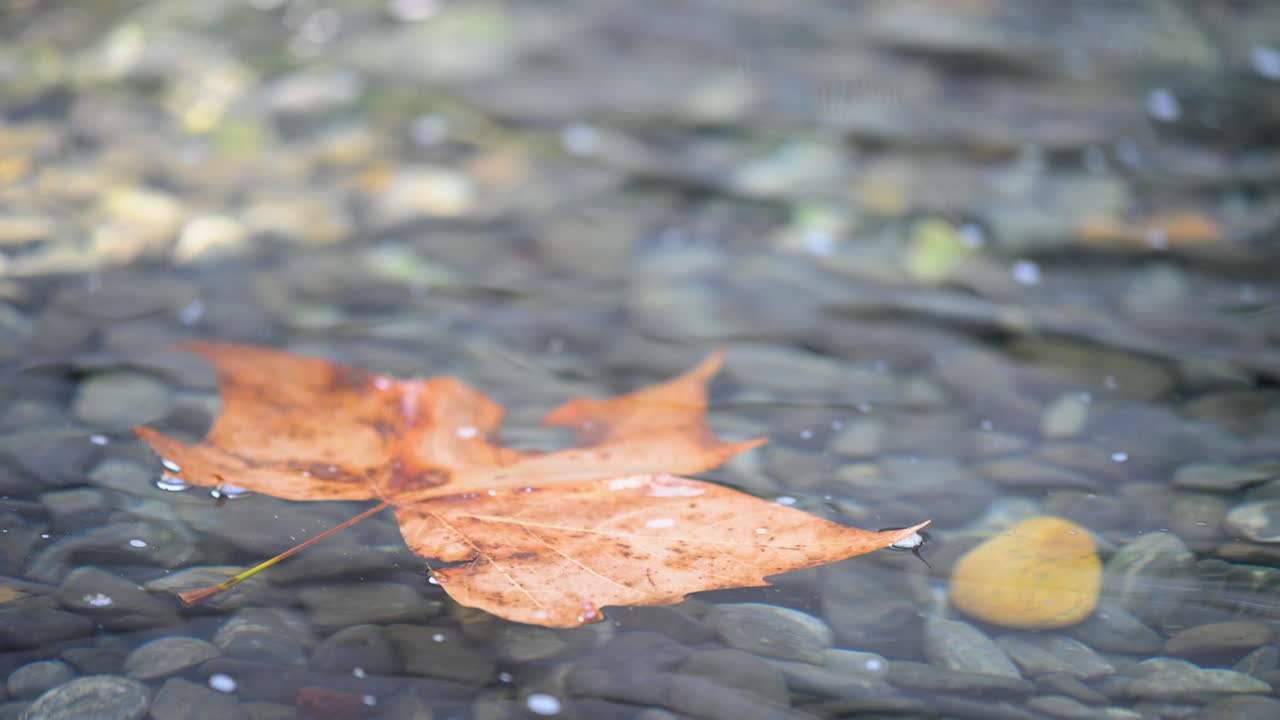 An autumn maple leaf drifts gently on the surface of calm, clear water. This tranquil, close-up shot captures the peaceful, melancholic beauty of the fall season