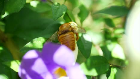 la abeja de miel descansando y jadeando en la sombra