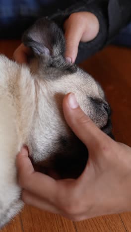 a pug puppy being gently touched by hands