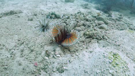 mombasa lionfish swims slow over sandy bottom with spine fins extended