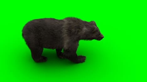 walking bear. green screen realistic animation.