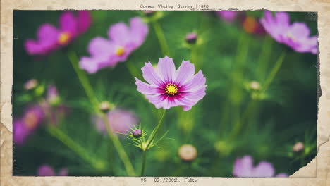 close-up of pink cosmos flowers